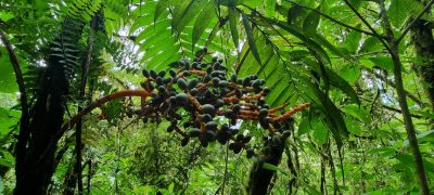 Costa Rica - Pura Vida ! — étape 5 : Monteverde