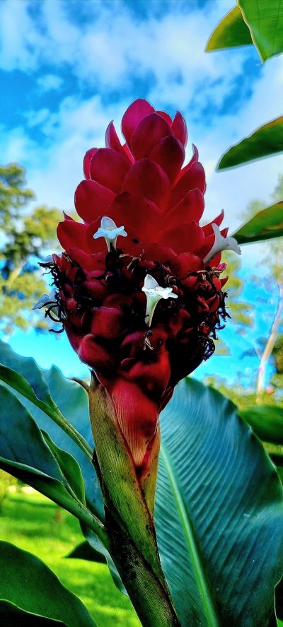 Costa Rica - Pura Vida ! — étape 6 : Monteverde > Colonia Blanca (Alajuela)
