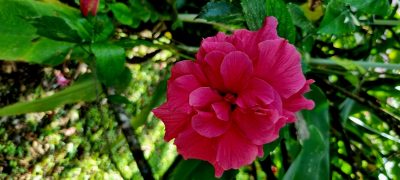 Costa Rica - Pura Vida ! — étape 6 : Monteverde > Colonia Blanca (Alajuela)