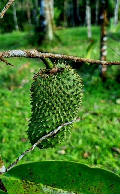 Costa Rica - Pura Vida ! — étape 6 : Monteverde > Colonia Blanca (Alajuela)