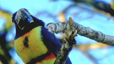 Costa Rica - Pura Vida ! — étape 6 : Monteverde > Colonia Blanca (Alajuela)
