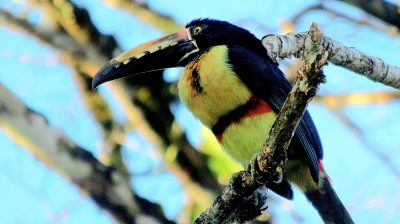 Costa Rica - Pura Vida ! — étape 6 : Monteverde > Colonia Blanca (Alajuela)