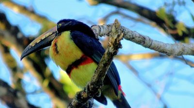 Costa Rica - Pura Vida ! — étape 6 : Monteverde > Colonia Blanca (Alajuela)