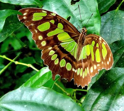 Costa Rica - Pura Vida ! — étape 6 : Monteverde > Colonia Blanca (Alajuela)