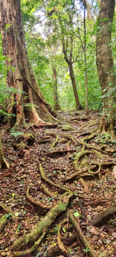 Costa Rica - Pura Vida ! — étape 6 : Monteverde > Colonia Blanca (Alajuela)