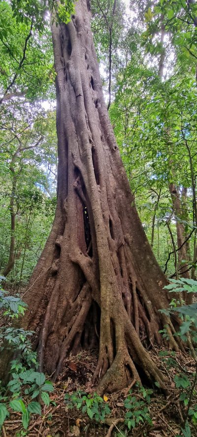Costa Rica - Pura Vida ! — étape 6 : Monteverde > Colonia Blanca (Alajuela)
