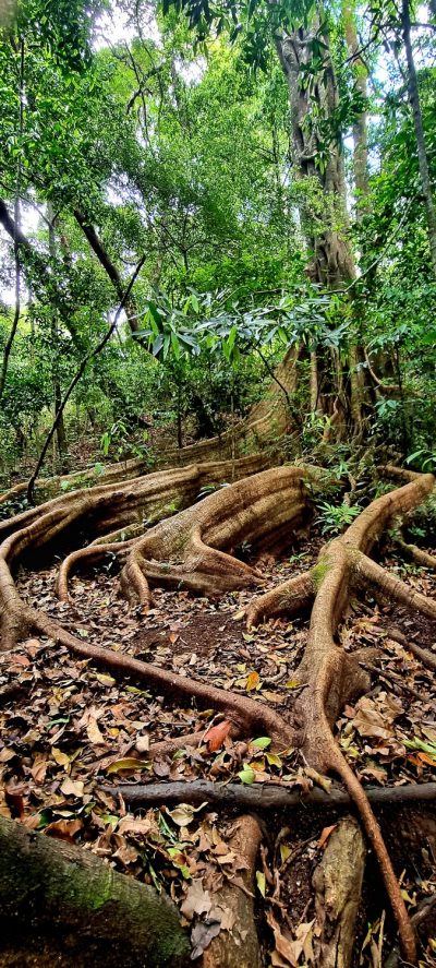 Costa Rica - Pura Vida ! — étape 6 : Monteverde > Colonia Blanca (Alajuela)