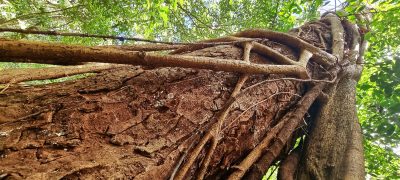 Costa Rica - Pura Vida ! — étape 6 : Monteverde > Colonia Blanca (Alajuela)