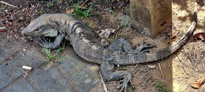 Costa Rica - Pura Vida ! — étape 8 : Jaco > Quepos