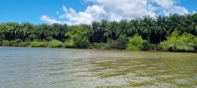 Costa Rica - Pura Vida ! — étape 9 : Quepos > Sierpe > Corcovado