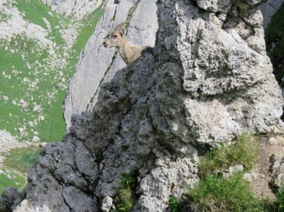 Alpes Gr 5 Nord - Leman Modane — étape 1 : St-Gingolph - Chalets de Bise