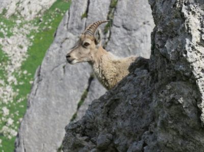 Alpes Gr 5 Nord - Leman Modane — étape 1 : St-Gingolph - Chalets de Bise