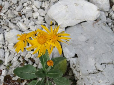 Alpes Gr 5 Nord - Leman Modane — étape 1 : St-Gingolph - Chalets de Bise