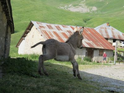 Alpes Gr 5 Nord - Leman Modane — étape 1 : St-Gingolph - Chalets de Bise