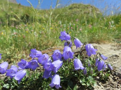 Alpes Gr 5 Nord - Leman Modane — étape 12 : Iseran - Bessans