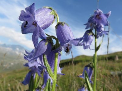 Alpes Gr 5 Nord - Leman Modane — étape 14 : Cuchet - Porte de plan du lac
