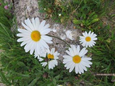Alpes Gr 5 Nord - Leman Modane — étape 3 : Trebentaz - Chesery Lac vert