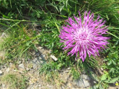Alpes Gr 5 Nord - Leman Modane — étape 4 : Chesery Lac vert - Golese