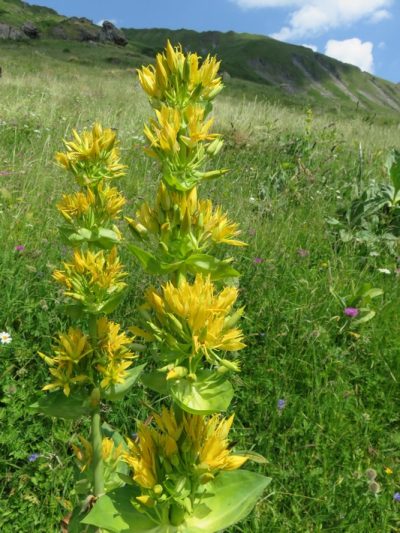 Alpes Gr 5 Nord - Leman Modane — étape 9 : Nant Borrant - Presset