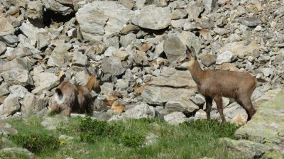 Alpes Gr 5 Sud - Modane Menton — étape 14 : Le Boréon - Refuge de Nice