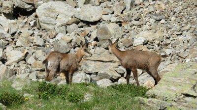 Alpes Gr 5 Sud - Modane Menton — étape 14 : Le Boréon - Refuge de Nice