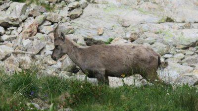 Alpes Gr 5 Sud - Modane Menton — étape 14 : Le Boréon - Refuge de Nice