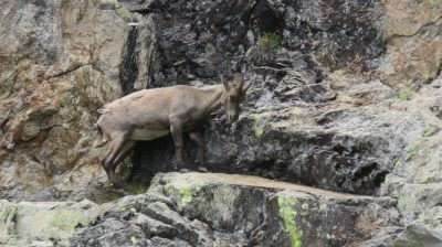 Alpes Gr 5 Sud - Modane Menton — étape 14 : Le Boréon - Refuge de Nice