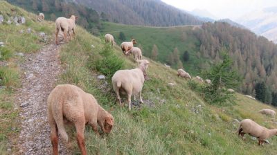 Alpes Gr 5 Sud - Modane Menton — étape 15 : Refuge de Nice - Baisse du camps d'Argent