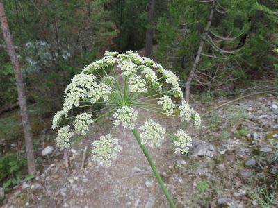 Alpes Gr 5 Sud - Modane Menton — étape 2 : Vallée étroite - Plampinet