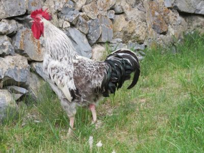 Alpes Gr 5 Sud - Modane Menton — étape 2 : Vallée étroite - Plampinet