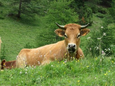 Alpes Gr 5 Sud - Modane Menton — étape 5 : Brunissard - Ceillac