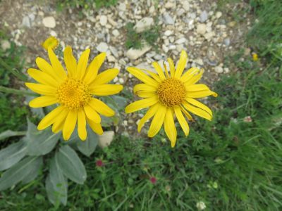 Alpes Gr 5 Sud - Modane Menton — étape 5 : Brunissard - Ceillac