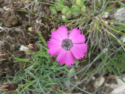 Alpes Gr 5 Sud - Modane Menton — étape 5 : Brunissard - Ceillac