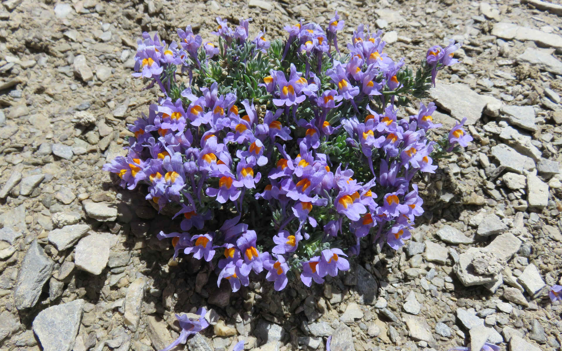 Alpes Gr 5 Sud - Modane Menton — étape 6 : Ceillac - Maljasset