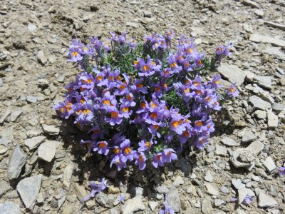 Alpes Gr 5 Sud - Modane Menton — étape 6 : Ceillac - Maljasset