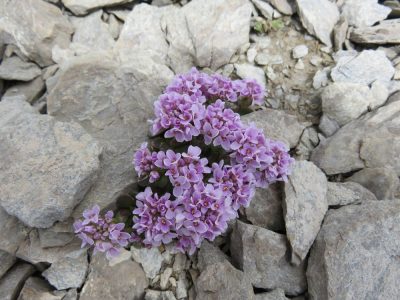 Alpes Gr 5 Sud - Modane Menton — étape 6 : Ceillac - Maljasset