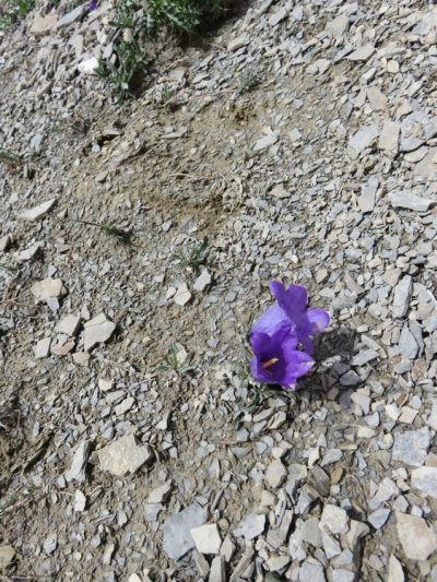 Alpes Gr 5 Sud - Modane Menton — étape 6 : Ceillac - Maljasset