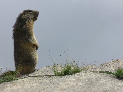 Alpes Gr 5 Sud - Modane Menton — étape 6 : Ceillac - Maljasset