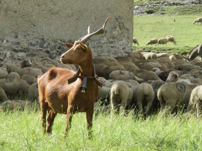 Alpes Gr 5 Sud - Modane Menton — étape 6 : Ceillac - Maljasset