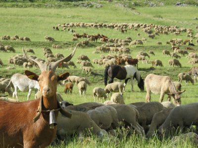 Alpes Gr 5 Sud - Modane Menton — étape 6 : Ceillac - Maljasset
