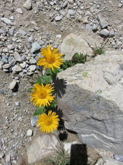 Alpes Gr 5 Sud - Modane Menton — étape 7 : Maljasset - Chiappera