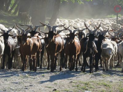 Alpes Gr 5 Sud - Modane Menton — étape 7 : Maljasset - Chiappera