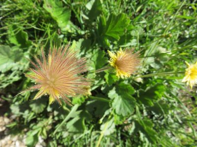 Alpes Gr 5 Sud - Modane Menton — étape 7 : Maljasset - Chiappera
