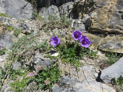 Alpes Gr 5 Sud - Modane Menton — étape 9 : Larche - St Delmas le Selvage