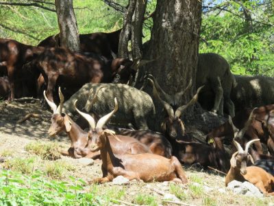 Alpes Gr 5 Sud - Modane Menton — étape 9 : Larche - St Delmas le Selvage