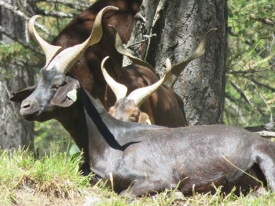 Alpes Gr 5 Sud - Modane Menton — étape 9 : Larche - St Delmas le Selvage