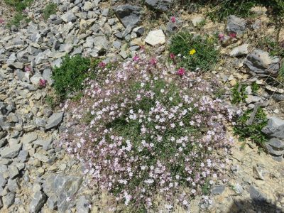 Alpes Gr 5 Sud - Modane Menton — étape 9 : Larche - St Delmas le Selvage