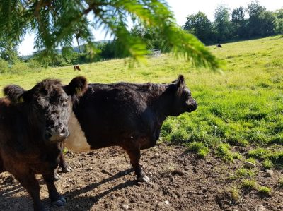 Hommage aux Origines — étape 10 : Oberembrach > Eschenbach