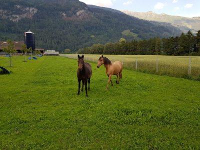 Hommage aux Origines — étape 12 : Waldstadt > Jenaz