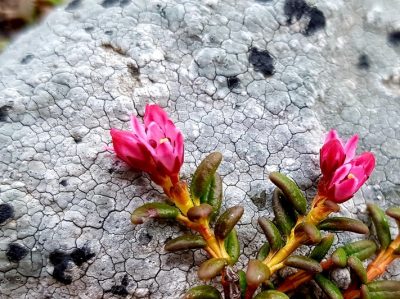 Hommage aux Origines — étape 13 : Jenaz > Col de la Flüela